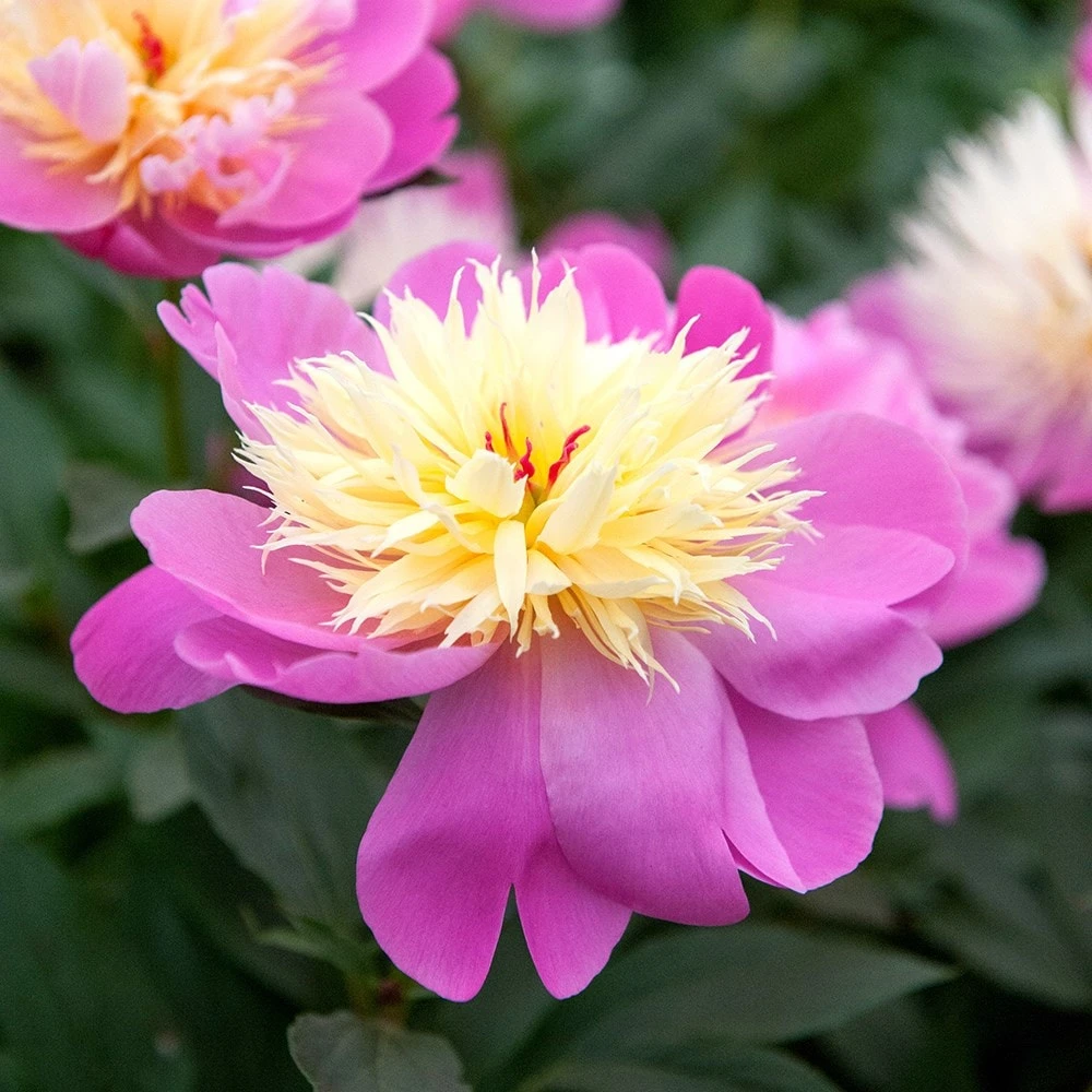 Paeonia Lactiflora 'Bowl Of Beauty' 4 Paeonia Lactiflora 'Bowl Of Beauty' - Image 4