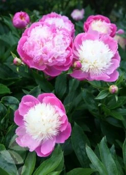 Paeonia Lactiflora 'Bowl Of Beauty' 11 Paeonia Lactiflora 'Bowl Of Beauty' -Plants Shop pl0000003290 card6 lg
