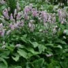 Bistorta Officinalis 'Superba'