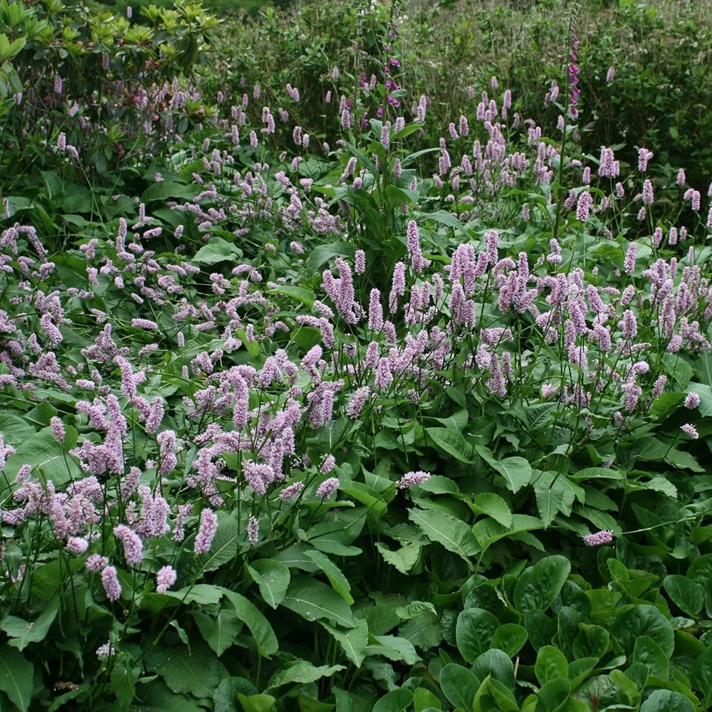 Bistorta Officinalis 'Superba' 2 Bistorta Officinalis 'Superba' - Image 2