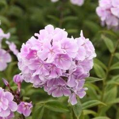Phlox Paniculata 'Franz Schubert' 6 Phlox Paniculata 'Franz Schubert' -Plants Shop pl0000003413 card3 lg