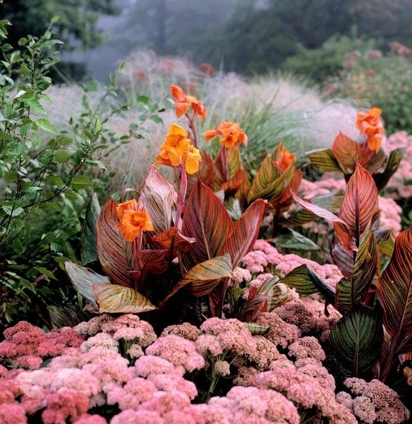 Hylotelephium 'Matrona' 3 Hylotelephium 'Matrona' - Image 3