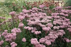 Hylotelephium 'Matrona' 7 Hylotelephium 'Matrona' -Plants Shop pl0000003599 card4 lg