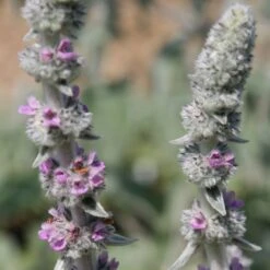 Stachys Byzantina 'Big Ears' 6 Stachys Byzantina 'Big Ears' -Plants Shop pl0000003619 card3 lg