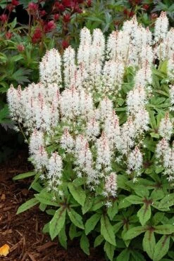Tiarella 'Spring Symphony' (PBR) 6 Tiarella 'Spring Symphony' (PBR) -Plants Shop pl0000003654 card3 lg