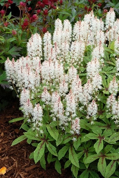 Tiarella 'Spring Symphony' (PBR) 3 Tiarella 'Spring Symphony' (PBR) - Image 3