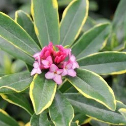 Daphne Odora 'Aureomarginata' -Plants Shop pl0000003751 card3 lg