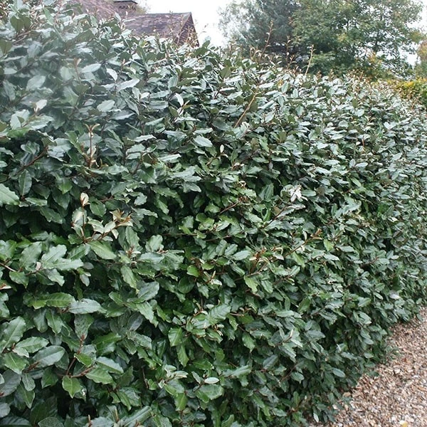 Elaeagnus × Submacrophylla 2 Elaeagnus × Submacrophylla - Image 2