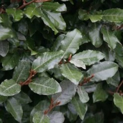 Elaeagnus × Submacrophylla 5 Elaeagnus × Submacrophylla -Plants Shop pl0000003772 card3 lg