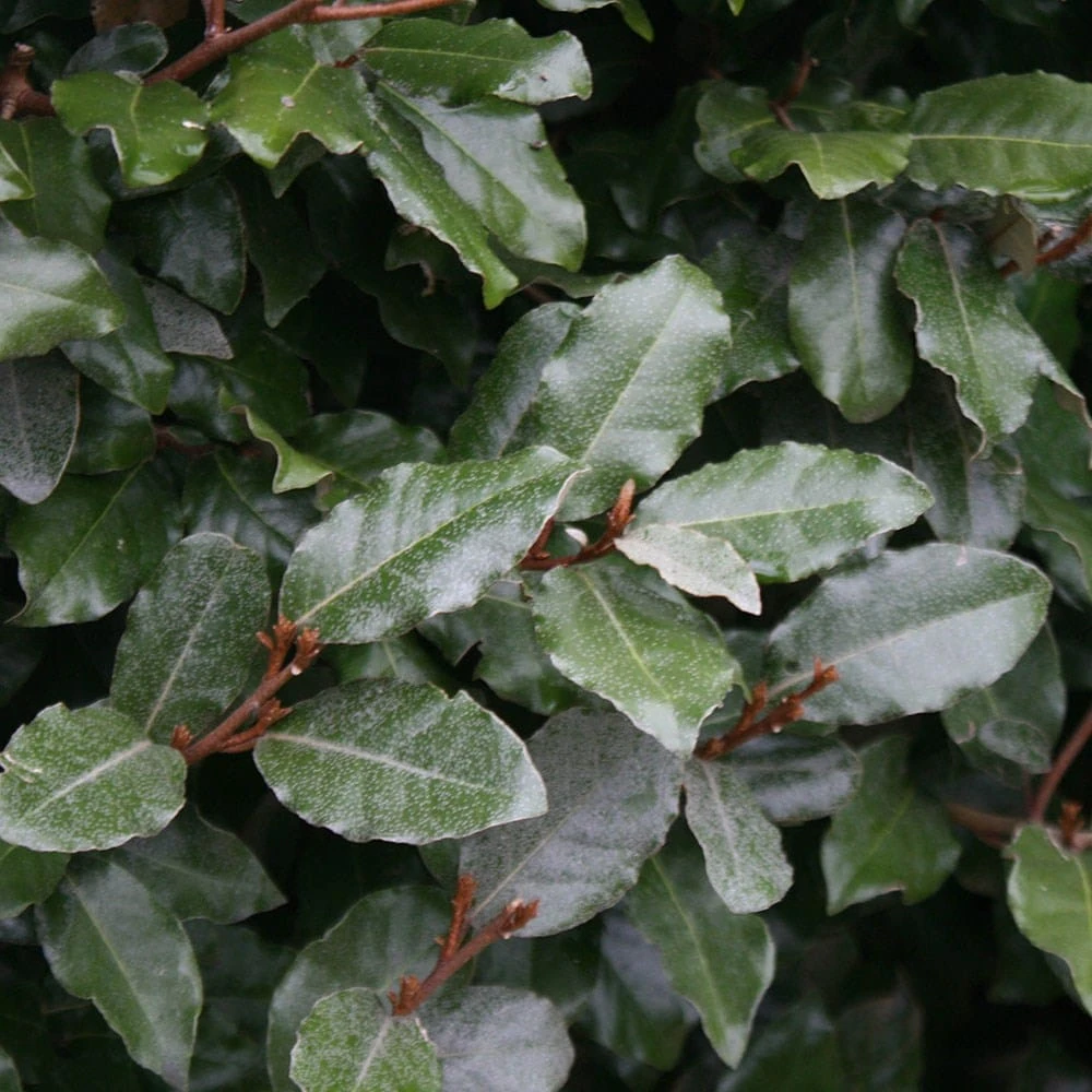 Elaeagnus × Submacrophylla 3 Elaeagnus × Submacrophylla - Image 3