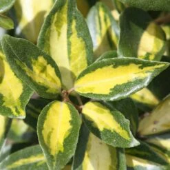 Elaeagnus × Submacrophylla 'Limelight'