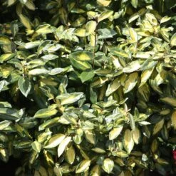 Elaeagnus × Submacrophylla 'Limelight' 6 Elaeagnus × Submacrophylla 'Limelight' -Plants Shop pl0000003775 card3 lg