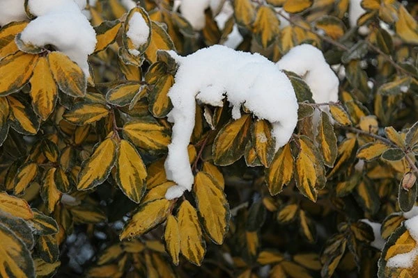 Elaeagnus × Submacrophylla 'Limelight' 4 Elaeagnus × Submacrophylla 'Limelight' - Image 4