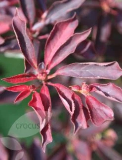 Enkianthus Campanulatus 9 Enkianthus Campanulatus -Plants Shop pl0000003778 card4 lg