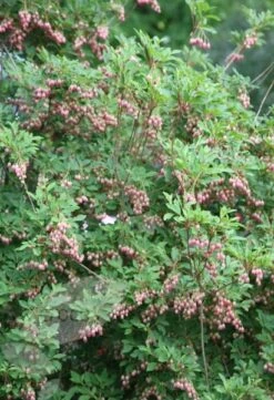 Enkianthus Campanulatus 11 Enkianthus Campanulatus -Plants Shop pl0000003778 card6 lg