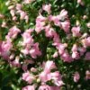 Escallonia 'Apple Blossom'