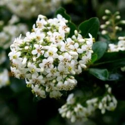 Plants Shop 18 Escallonia 'Iveyi'