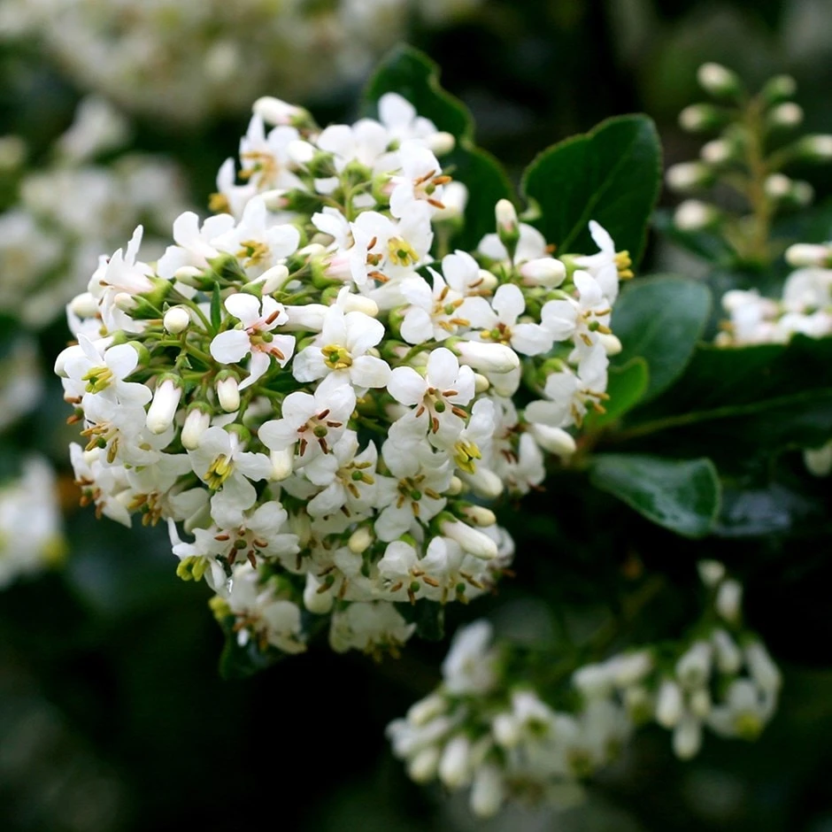 Escallonia 'Iveyi' 1 Escallonia 'Iveyi'