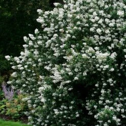 Plants Shop -Plants Shop pl0000003796 card2 lg