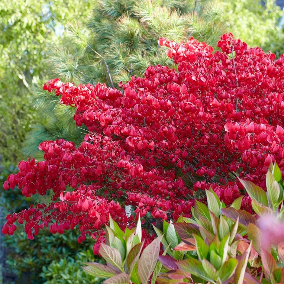 Euonymus Alatus 1 Euonymus Alatus