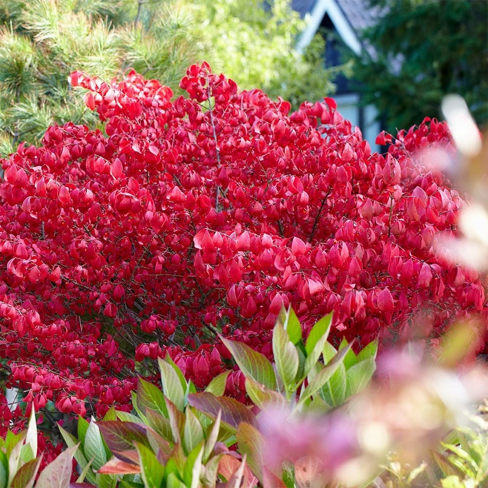 Euonymus Alatus 2 Euonymus Alatus - Image 2