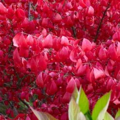 Euonymus Alatus 6 Euonymus Alatus -Plants Shop pl0000003811 card3 lg