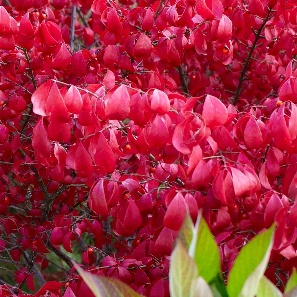 Euonymus Alatus 3 Euonymus Alatus - Image 3