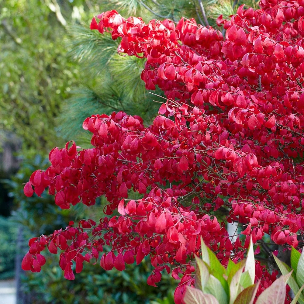 Euonymus Alatus 4 Euonymus Alatus - Image 4