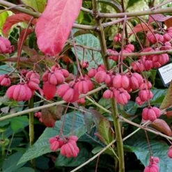 Euonymus Europaeus 'Red Cascade' -Plants Shop pl0000003813 card3 lg