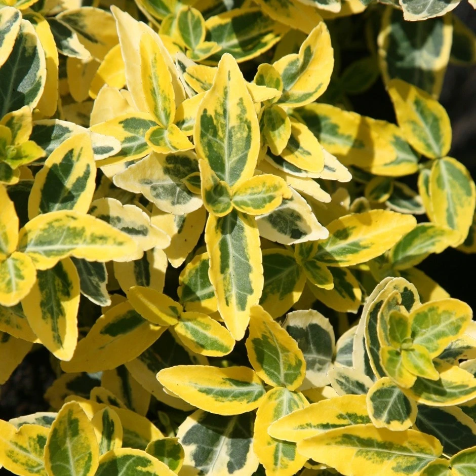 Euonymus Fortunei 'Emerald 'n' Gold' 1 Euonymus Fortunei 'Emerald 'n' Gold'