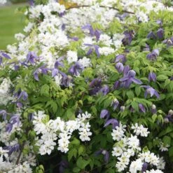 Exochorda × Macrantha 'The Bride' -Plants Shop pl0000003839 card3 lg