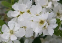 Exochorda × Macrantha 'The Bride' -Plants Shop pl0000003839 card4 lg