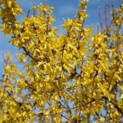 Forsythia × Intermedia 'Lynwood Variety' -Plants Shop pl0000003849 card3 lg