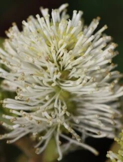 Fothergilla Major -Plants Shop pl0000003855 card3 lg