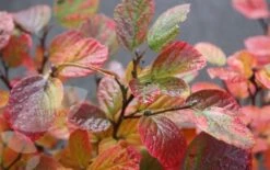 Fothergilla Major -Plants Shop pl0000003855 card4 lg