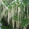 Garrya Elliptica 'James Roof'