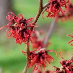 Hamamelis × Intermedia 'Diane' -Plants Shop pl0000003909 card3 lg