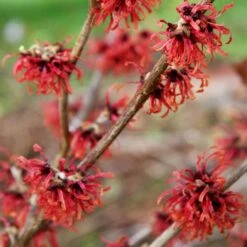 Hamamelis × Intermedia 'Diane' -Plants Shop pl0000003909 card4 lg
