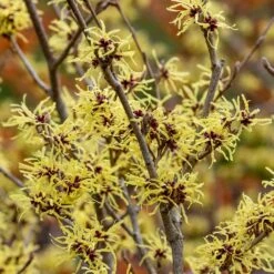 Hamamelis × Intermedia 'Pallida' 6 Hamamelis × Intermedia 'Pallida' -Plants Shop pl0000003912 card3 lg