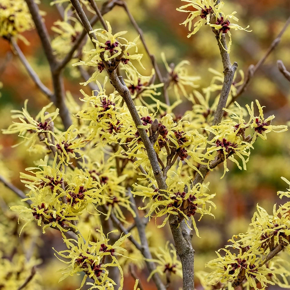 Hamamelis × Intermedia 'Pallida' 3 Hamamelis × Intermedia 'Pallida' - Image 3