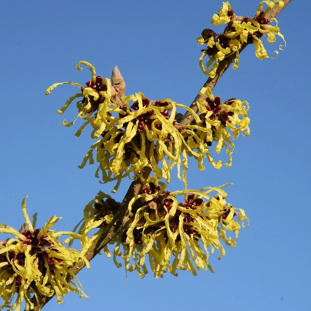 Hamamelis × Intermedia 'Pallida' 4 Hamamelis × Intermedia 'Pallida' - Image 4