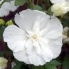 Hibiscus Syriacus White Chiffon ('Notwoodtwo') (PBR) (Chiffon Series)