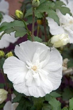 Hibiscus Syriacus White Chiffon ('Notwoodtwo') (PBR) (Chiffon Series) -Plants Shop pl0000003953 card5 lg