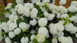 Hydrangea Arborescens 'Annabelle' 19 Hydrangea Arborescens 'Annabelle' -Plants Shop pl0000003968 card10 lg