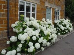 Hydrangea Arborescens 'Annabelle' 12 Hydrangea Arborescens 'Annabelle' -Plants Shop pl0000003968 card3 lg