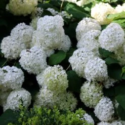 Hydrangea Arborescens 'Annabelle' 13 Hydrangea Arborescens 'Annabelle' -Plants Shop pl0000003968 card4 lg
