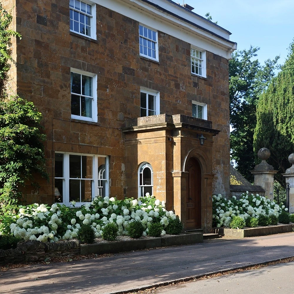 Hydrangea Arborescens 'Annabelle' 5 Hydrangea Arborescens 'Annabelle' - Image 5