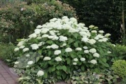 Hydrangea Arborescens 'Annabelle' 15 Hydrangea Arborescens 'Annabelle' -Plants Shop pl0000003968 card6 lg