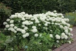 Hydrangea Arborescens 'Annabelle' 16 Hydrangea Arborescens 'Annabelle' -Plants Shop pl0000003968 card7 lg
