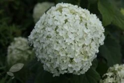 Hydrangea Arborescens 'Annabelle' 17 Hydrangea Arborescens 'Annabelle' -Plants Shop pl0000003968 card8 lg